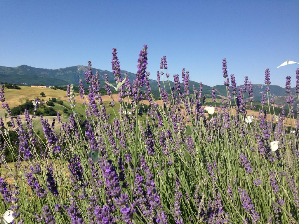 דירות קאלי Agriturismo Il Fienile Di Ca Battista מראה חיצוני תמונה