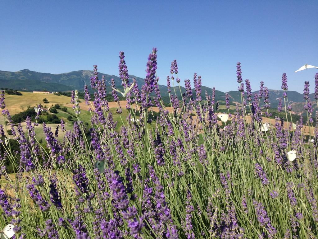 קאלי Agriturismo Il Fienile Di Ca Battista מראה חיצוני תמונה